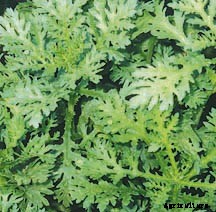 What Is Garland Chrysanthemum (Tung Ho) and How to Grow It?