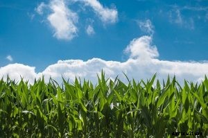 Baby Corn Growing Guide: Top Tips for a Delicious Harvest