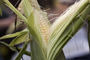 Baby Corn Growing Guide: Top Tips for a Delicious Harvest