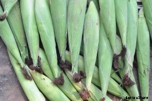 Baby Corn Growing Guide: Top Tips for a Delicious Harvest