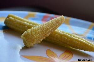 Baby Corn Growing Guide: Top Tips for a Delicious Harvest