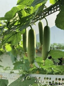 Angled Luffa: How to Grow Your Own Sponges at Home
