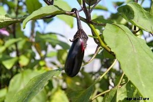 Asian Eggplant: Top Varieties & Growing Guide