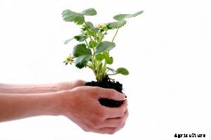 Can You Plant a Whole Strawberry or Not?