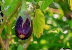 Asian Eggplant: Top Varieties & Growing Guide
