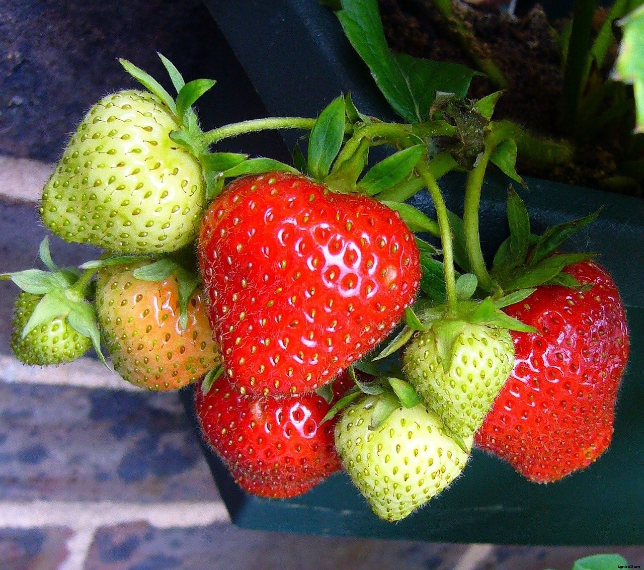Can You Plant a Whole Strawberry or Not?