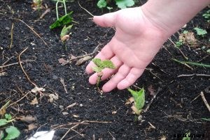 Can You Plant a Whole Strawberry or Not?