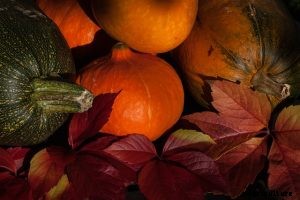 How to Grow Japanese Squash At Home | Care and Growing Tips