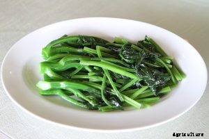 Chinese Kale (Gai Lan): Growing and Cooking Authentic Flavors