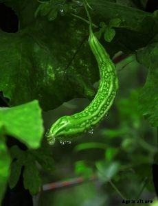 Bitter Melon | How to Grow Momordica Charantia: Expert Tips and Advice