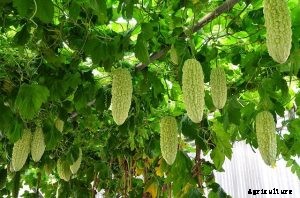 Bitter Melon | How to Grow Momordica Charantia: Expert Tips and Advice