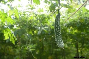 Bitter Melon | How to Grow Momordica Charantia: Expert Tips and Advice