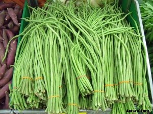 Yardlong Beans | Growing At Home – Gardening Secrets Revealed