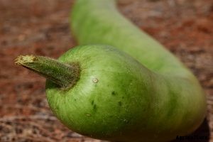 Snake Gourd Growing Guide: What It Is and Why You Should Plant It