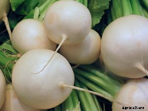Daikon Radish – Tips for Growing, Storing and Using this Root Vegetable