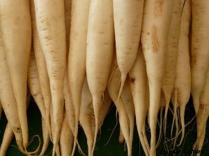 Daikon Radish – Tips for Growing, Storing and Using this Root Vegetable