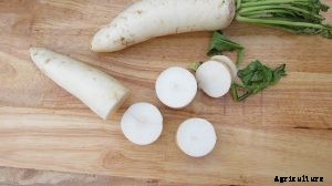 Daikon Radish – Tips for Growing, Storing and Using this Root Vegetable