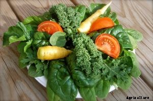 Growing Komatsuna: A Beginners Guide to Garden Greens