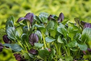 Growing Komatsuna: A Beginners Guide to Garden Greens