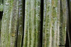 Winter Melon is Hot Right Now: Here’s Why