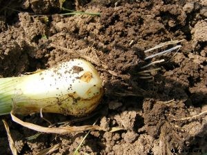 The Bunching Onion Complete Care Guide