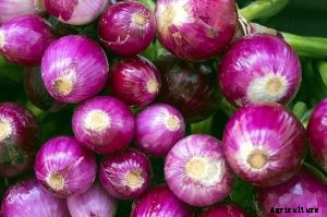 The Bunching Onion Complete Care Guide