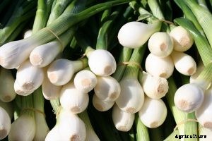 The Bunching Onion Complete Care Guide