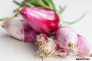 The Bunching Onion Complete Care Guide