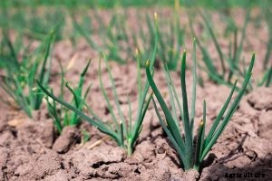 The Bunching Onion Complete Care Guide