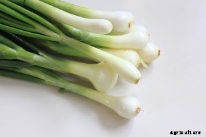 The Bunching Onion Complete Care Guide
