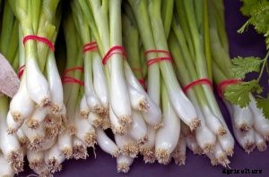The Bunching Onion Complete Care Guide