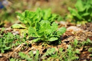 Growing Chinese Gai Choy Mustard Greens