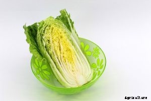 Growing Chinese Gai Choy Mustard Greens