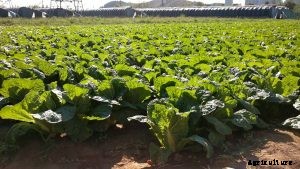 Growing Chinese Gai Choy Mustard Greens