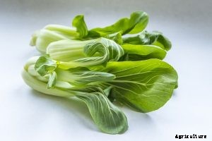 Growing Chinese Gai Choy Mustard Greens