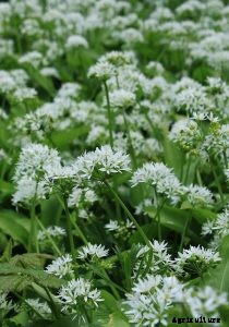 Chinese Chives: The Perfect Hydroponic Garden Starter Plant