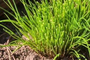 Chinese Chives: The Perfect Hydroponic Garden Starter Plant