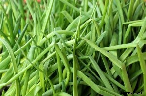 Chinese Chives: The Perfect Hydroponic Garden Starter Plant