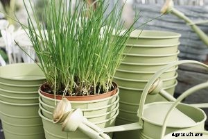 Chinese Chives: The Perfect Hydroponic Garden Starter Plant