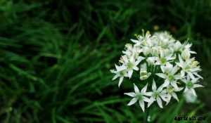 Chinese Chives: The Perfect Hydroponic Garden Starter Plant