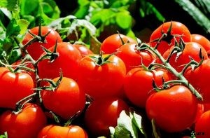 Discovering the Momotaro Tomato: Review and Growing Guide