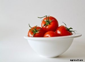 Discovering the Momotaro Tomato: Review and Growing Guide