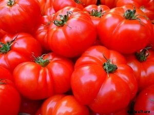 Discovering the Momotaro Tomato: Review and Growing Guide