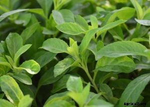 Longevity Spinach: What It Is And How To Grow It