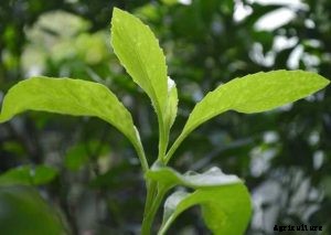 Longevity Spinach: What It Is And How To Grow It