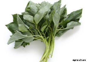 How to Grow Egyptian Spinach At Home | An Essential Guide