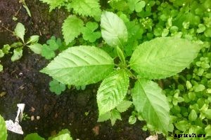 How to Grow Egyptian Spinach At Home | An Essential Guide