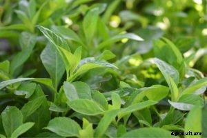 Longevity Spinach: What It Is And How To Grow It