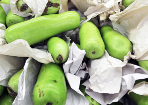 Discovering Chinese Squash | How to Grow Your Own at Home