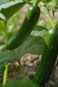 How to Grow Korean Cucumbers From Seeds